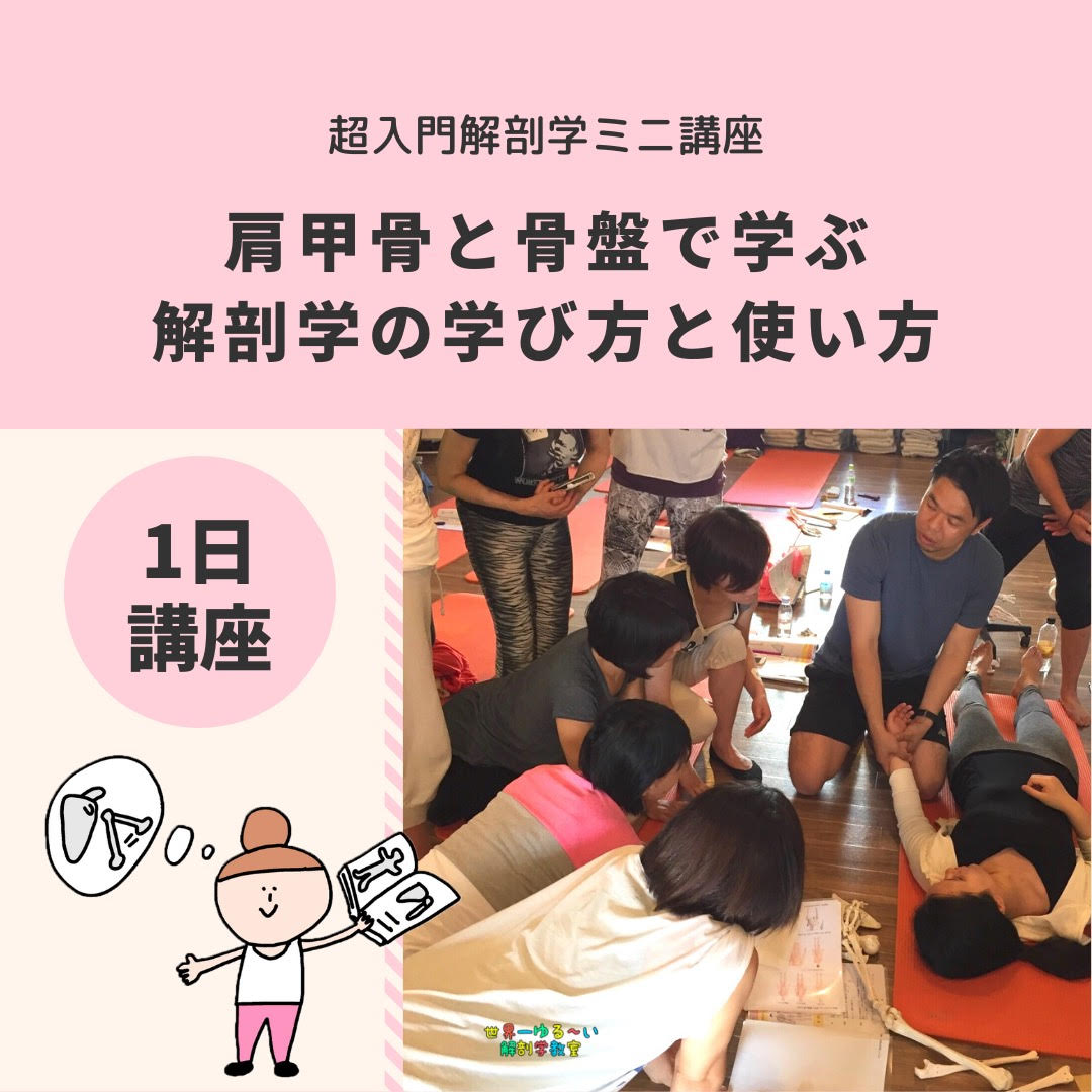 横浜　超入門解剖学ミニ講座　肩甲骨と骨盤で学ぶ解剖学の学び方と使い方
